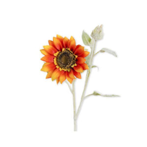 Orange Sunflower Stem