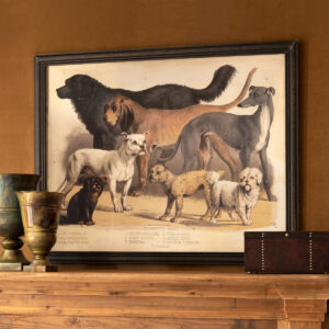 Domestic Dogs Large Framed Print
