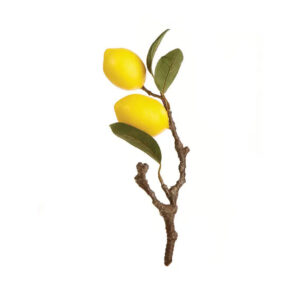 The Lemon Cutting Stem