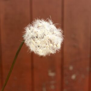 31" Dandelion Wish Stem