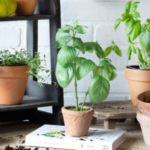 Windowsill Basil Plant