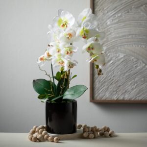 Potted Orchid Plant