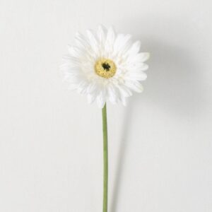 White Gerber Daisy Stem