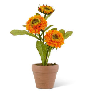 10.5" Zinnia in Terracotta Planter