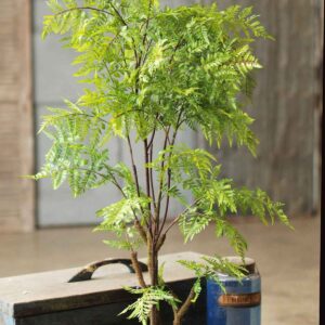 The 33" Wild Fern Tree