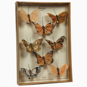 Set of 8 Hand Painted Butterflies