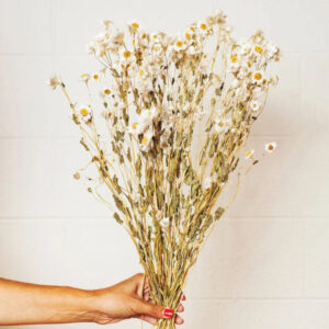 Dried White Rhodanthe Daisy Bunch