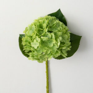 20" Fresh Cut Green Hydrangea Stem