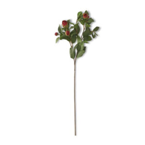 28" Red Bud Peony Stem