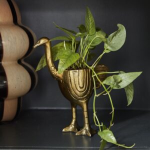The Ostrich Planter